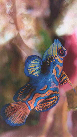 au premier plan on voit un poisson tropical de couleur vive, en arrière plan, avec un effet de flou, on devine le visage du comédien Roland Vouilloz qui nous fixe